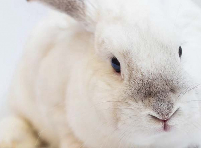 PETA PARTNERS WITH DOVE, THE BODY SHOP TO DEFEND EU ANIMAL TESTING BAN